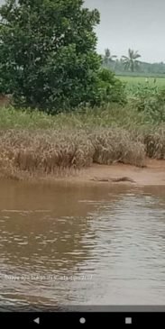 Dimangsa Buaya, Jasad Warga Tanjung Lago Belum Ditemukan