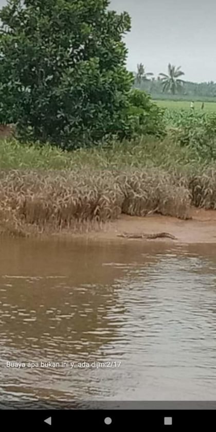 Dimangsa Buaya, Jasad Warga Tanjung Lago Belum Ditemukan