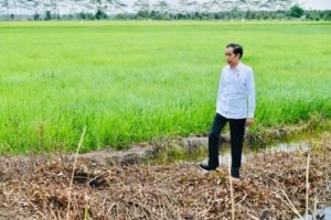 Presiden Tinjau Jaringan Reklamasi Rawa di Pulang Pisau