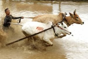 11 Objek Wisata Top di Tanah Datar Siap Memanjakan Wisatawan