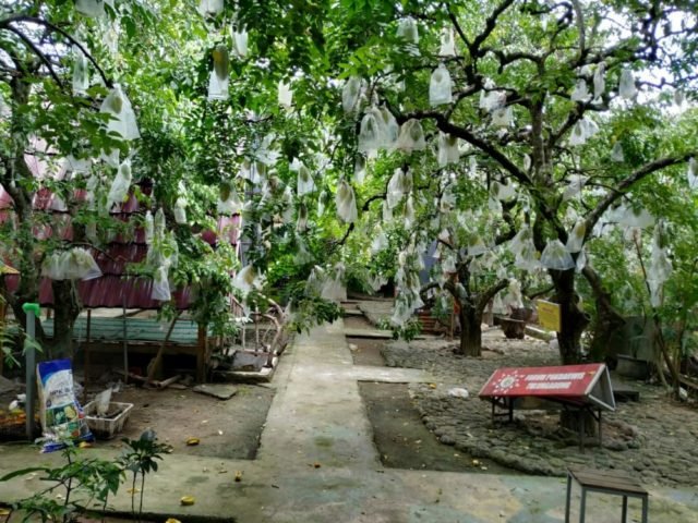 awal mula wisata kebun belimbing moyoketen tulungagung jawa