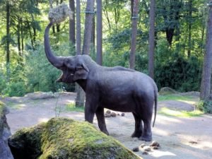 Gajah Liar Masuk Pemukiman Warga di Lampung Barat
