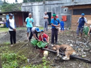 Koalisi Suara Rakyat Untuk Faris-Ori Kurbankan Satu Ekor Sapi