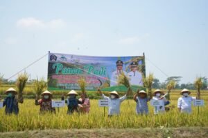MHI di Blitar Hasilkan Padi Hingga 12 Ton per Haktare