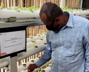 Aquaponik Budikdamber, Perkuat Ketahanan Pangan di Masa Pandemi Covid-19