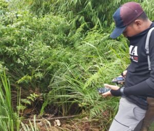 Warga Lebong Laporkan Adanya Harimau Sumatra di Pemukiman Warga
