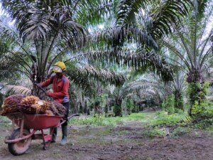 Industri Sawit Indonesia Terus Menunjukkan Tren Positif