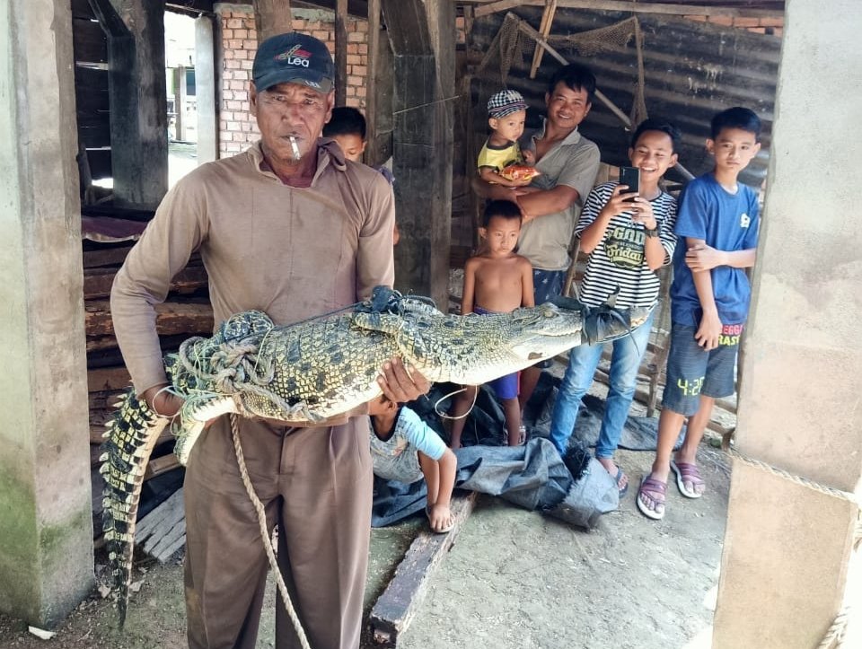 Warga Tanjung Tiga Banyuasin Tangkap Buaya Muara