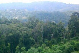 Hutan Indonesia Kian Tertekan Korupsi, KPK Perdalam Kajian Bersama U4 Anticorruption Resource Centre