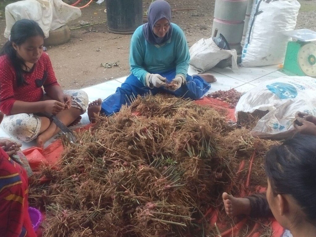 Bernilai Ekonomis, Kades Pulau Raman Ajak Warganya Budidaya Jahe Merah