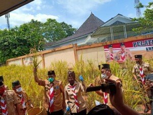 Kwarcab Pramuka Ciamis Panen Padi Perdana pada Polibag