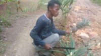 Viral!, Warga Tanami Pohon Nanas dan Palawija di Tengah Jalan yang Puluhan Tahun Tak di Perbaiki