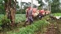 Sule: Angkut Sayur dari Ladang Bukan Soal Mudah