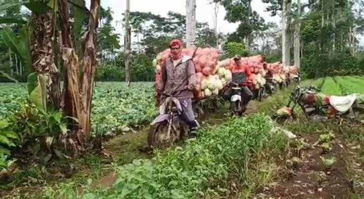 Sule: Angkut Sayur dari Ladang Bukan Soal Mudah