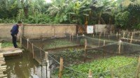 Pria Asal Palembang Ini, Ubah Lahan Kosong di Rumah Jadi Peluang Usaha