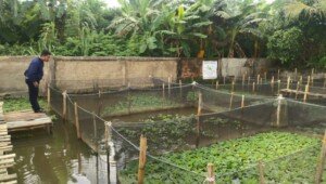 Pria Asal Palembang Ini, Ubah Lahan Kosong di Rumah Jadi Peluang Usaha