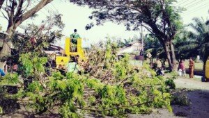 DLH Aceh Tamiang Cincang Ranting Pohon di Bahu Jalan Lintas Nasional