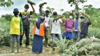 Sempat Jatuh Bangun, Panen Nanas Suban Baru Kini Berlimpah dan Laris Manis