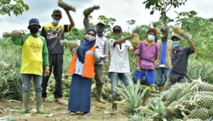 Sempat Jatuh Bangun, Panen Nanas Suban Baru Kini Berlimpah dan Laris Manis