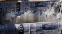 Lagi, Puluhan Ribu Benih Lobster Hasil Sitaan Dilepasliarkan