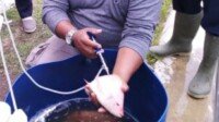 Cegah Penyakit Ikan, KKP Kembangkan Vaksin Untuk Nila