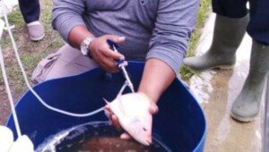 Cegah Penyakit Ikan, KKP Kembangkan Vaksin Untuk Nila