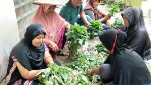Bahagianya KWT Nagari Tanjung Tanah Datar Panen Beragam Sayuran
