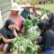 Kelompok Wanita Tani(KWT), Nagari Tanjung Kecamatan Sungayang, Kabupaten Tanah Datar Sumbar saat memanen tanaman sayur-mayurnya (M Rafi / Mattanews.co)