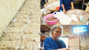 Harga Tempe Kedelai Mahal ? Coba Beralih ke Tempe Petai Cina