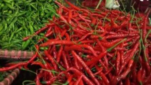 Petani Gagal Panen, Harga Cabai Rawit Meroket di Pasaran