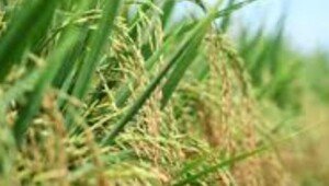 Cuaca Buruk Stok Pangan di Ciamis Tetap Aman Saat Pandemi