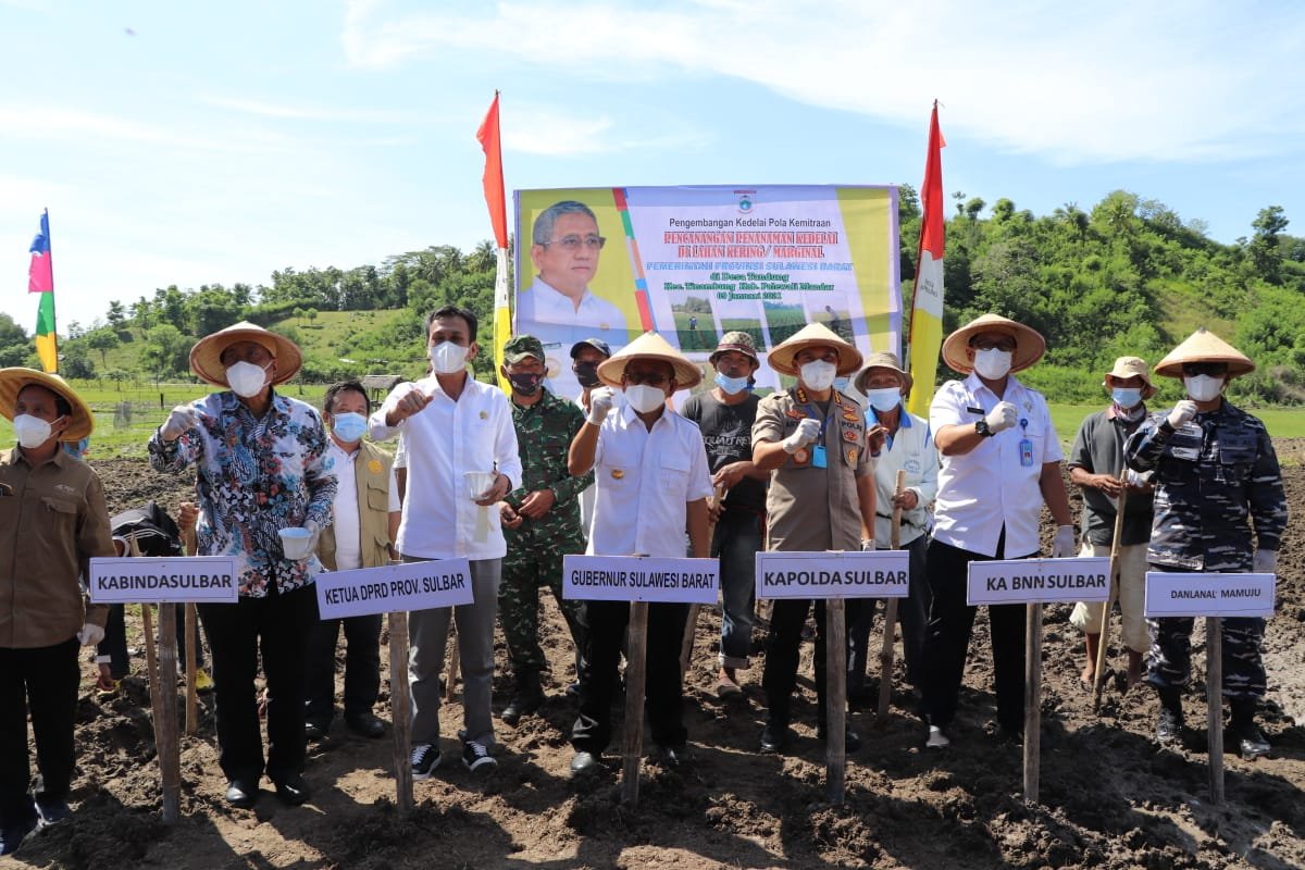 Gubernur Sulbar, Ali Baal Masdar melakukan pencanangan penanaman kedelai di Lahan Kering/Marginal di Desa Tandung, Kecamatan Tinambung, Polewali Mandar, Sabtu, ( 9/1/2021).