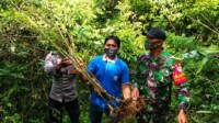 Ladang Ganja Milik WNA Digerebek Polsek dan Koramil 1322 Cijulang Pangandaran