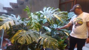 Viral!, Pria di Garut Tukar Rumah Seharga Rp500 Juta dengan Tanaman Hias