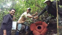 Indahnya Raflesia Arnoldi, Muncul di Kawasan Wisata Alam Bukit Soda