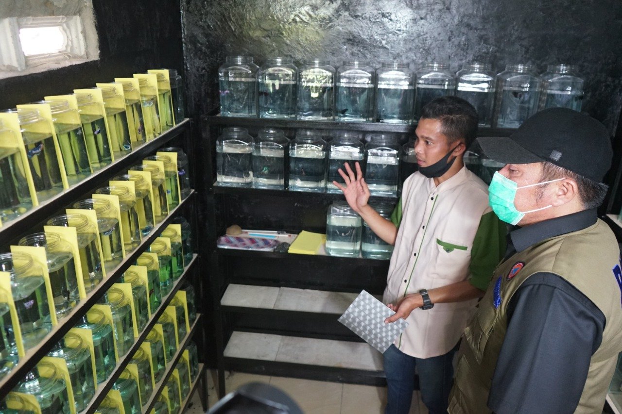 Herman Deru melihat usaha ikan cupang di Palembang.