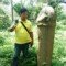 Salah satu warga Tanah Datar berfoto di samping batu prasasti berbentuk alat kelamin yang ditemukan di Nagari Tanjung Tanah Datar Sumbar (M Rafi / Mattanews.co)