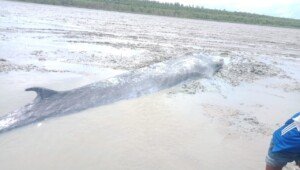 Ikan Paus Sepanjang 7 Meter Terdampar di Sungai Kong OKI