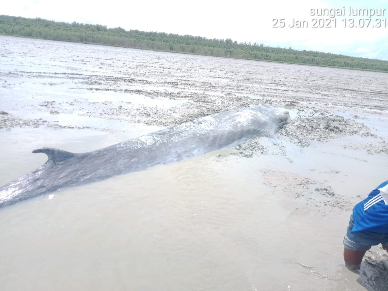 Ikan Paus terdampar di Dusun Sungai Kong Desa Sungai Pedade Kecamatan Tulung Selapan Kabupaten Ogan Komering Ilir (OKI) Sumsel (Dok. Humas Pemkab OKI / Mattanews.co)