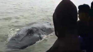 Nelayan dan Tim Gabungan di OKI Berhasil Giring Ikan Paus ke Laut Lepas