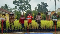Ketua DPRD Ciamis Apresiasi Panen Raya Padi di Polybag