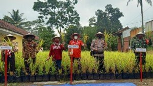 Ketua DPRD Ciamis Apresiasi Panen Raya Padi di Polybag