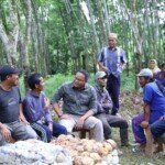 Tren Harga Karet di Muba Terus Naik