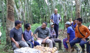 Tren Harga Karet di Muba Terus Naik