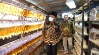 HD Blusukan Pantau Dari Dekat Prospek Budidaya Ikan Cupang di Tengah Pandemi