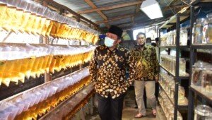HD Blusukan Pantau Dari Dekat Prospek Budidaya Ikan Cupang di Tengah Pandemi