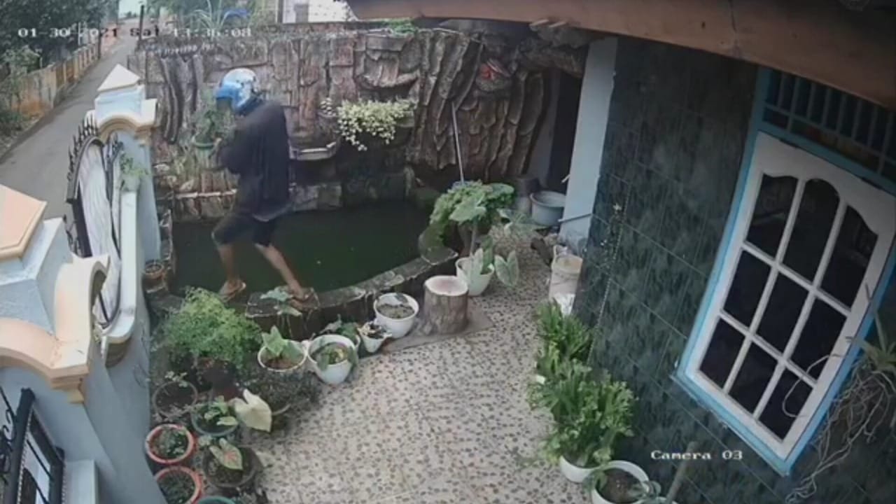 Seorang pencuri tanaman hias di Sukabangun Palembang saat aksinya terekam kamera CCTV di rumah korbannya (Dede Febryansyah / Mattanews.co)