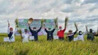 Target Penghasil Beras Nasional, Bupati Banyuasin Panen Perdana Padi IP. 100