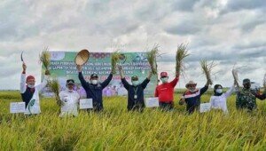 Target Penghasil Beras Nasional, Bupati Banyuasin Panen Perdana Padi IP. 100
