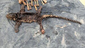 Tim Gabungan KLHK Tangkap Pelaku Penjual Tubuh Macan Dahan di Jambi